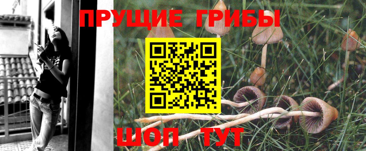 Псилоцибиновые грибы Cubensis Фрязино
